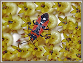 Punaise (gendarme)
